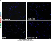 Anti-Macrophage + Monocyte antibody [MOMA-2] used in IHC (Frozen sections) (IHC-Fr). GTX39773