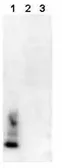 Anti-beta Amyloid (1-40) antibody [BDI350] used in Western Blot (WB). GTX40068