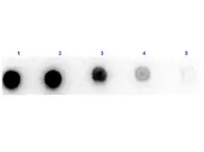 Anti-Xanthine Oxidase antibody (HRP) used in Dot blot (Dot). GTX40541