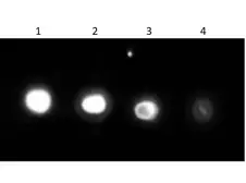 Anti-Urease antibody (HRP) used in Dot blot (Dot). GTX40817