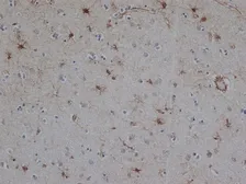 Anti-GFAP antibody [1B4] used in IHC (Paraffin sections) (IHC-P). GTX40996