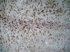 Anti-CD86 antibody [24F] used in IHC (Frozen sections) (IHC-Fr). GTX41790