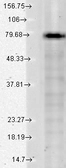 Anti-KCNQ1 antibody [S37A-10] used in Western Blot (WB). GTX41988