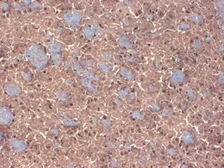 Anti-GABA A Receptor beta 3 antibody [S87-25] used in IHC (Frozen sections) (IHC-Fr). GTX42018