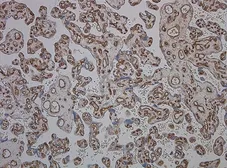 Anti-CD34 antibody [QBEnd/10] used in IHC (Paraffin sections) (IHC-P). GTX42055