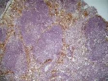 Anti-MSR1 antibody [2F8] used in IHC (Frozen sections) (IHC-Fr). GTX42280
