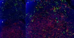 Anti-CD11b antibody [5C6] (Low endotoxin, azide free) used in IHC (Frozen sections) (IHC-Fr). GTX42476