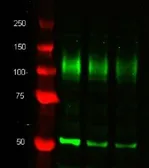Anti-LAMP2 antibody [M3/84] used in Western Blot (WB). GTX42497