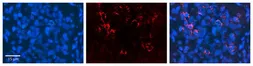 Anti-NOMO1 antibody, C-term used in IHC (Paraffin sections) (IHC-P). GTX45346