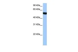 Anti-TUBA3C antibody, N-term used in Western Blot (WB). GTX45481