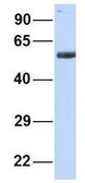 Anti-BTNL3 antibody, N-term used in Western Blot (WB). GTX46404
