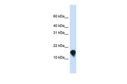Anti-FXYD1 antibody, N-term used in Western Blot (WB). GTX46429