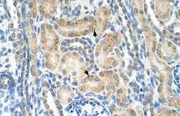 Anti-NRCAM antibody, N-term used in IHC (Paraffin sections) (IHC-P). GTX46617