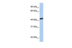 Anti-PEX10 antibody, C-term used in Western Blot (WB). GTX46940