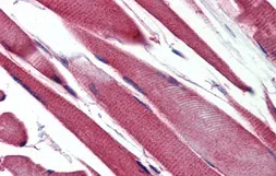 Anti-GSTM2 antibody, N-term used in IHC (Paraffin sections) (IHC-P). GTX47111