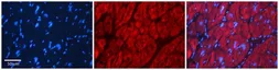 Anti-SRP19 antibody, Internal used in IHC (Paraffin sections) (IHC-P). GTX47381