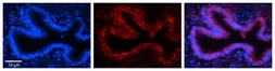 Anti-RPLP0 antibody, N-term used in IHC (Paraffin sections) (IHC-P). GTX47427