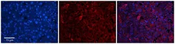 Anti-DHX30 antibody, N-term used in IHC (Paraffin sections) (IHC-P). GTX47496