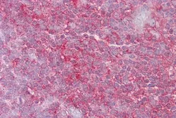 Anti-KIF2A antibody, N-term used in IHC (Paraffin sections) (IHC-P). GTX47733
