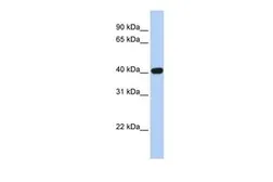 Anti-Coxsackie Adenovirus Receptor antibody, N-term used in Western Blot (WB). GTX47778