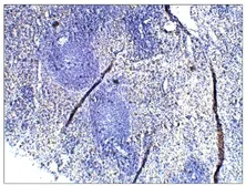 Anti-TLR1 antibody used in IHC (Paraffin sections) (IHC-P). GTX47794