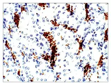 Anti-Aquaporin 10 antibody used in IHC (Paraffin sections) (IHC-P). GTX47929