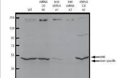 Anti-eIF3e antibody used in Western Blot (WB). GTX48712