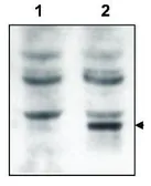 Anti-GRASP antibody used in Western Blot (WB). GTX48721