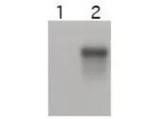 Anti-Cyclin E2 antibody used in Western Blot (WB). GTX48724
