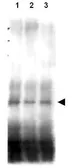 Anti-Mer2 antibody used in Western Blot (WB). GTX48729