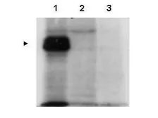 Anti-Mlf1 Interacting Protein antibody used in Western Blot (WB). GTX48731