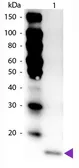 Anti-IL17F antibody (HRP) used in Western Blot (WB). GTX48757