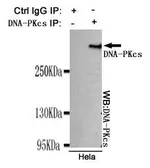 Anti-DNA-PKcs antibody [8D3-B12-F11] used in Immunoprecipitation (IP). GTX49138