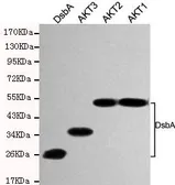 Anti-DsbA antibody [1A2-D4-G10] used in Western Blot (WB). GTX49173