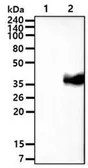 Anti-Wnt3a antibody [3A6] used in Western Blot (WB). GTX50033