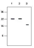 Anti-KIR2D antibody [2H6] used in Western Blot (WB). GTX50072
