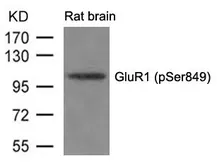 Anti-GluR1 (phospho Ser831) antibody used in Western Blot (WB). GTX50287