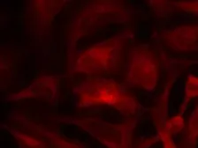 Anti-Rac1 antibody used in Immunocytochemistry/ Immunofluorescence (ICC/IF). GTX50530