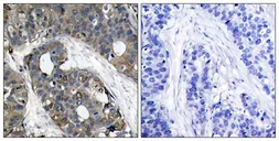 Anti-HSP27 antibody used in IHC (Paraffin sections) (IHC-P). GTX50563