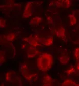 Anti-Hsp90 beta antibody used in Immunocytochemistry/ Immunofluorescence (ICC/IF). GTX50607