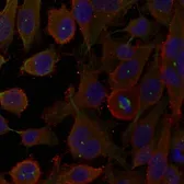Anti-LC3A antibody used in Immunocytochemistry/ Immunofluorescence (ICC/IF). GTX50635