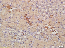Anti-CRIM1 antibody used in IHC (Paraffin sections) (IHC-P). GTX51530
