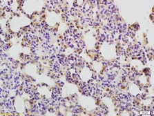 Anti-CD134 antibody used in IHC (Paraffin sections) (IHC-P). GTX51548