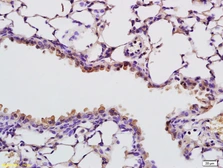 Anti-RNASE4 antibody used in IHC (Paraffin sections) (IHC-P). GTX51733