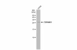 Anti-TSPAN13 antibody used in Western Blot (WB). GTX52155