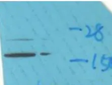Anti-Calmodulin (phospho Thr79/Ser81) antibody used in Western Blot (WB). GTX52331