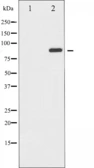 Anti-GluR2 antibody used in Western Blot (WB). GTX52359