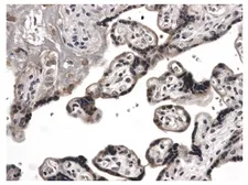 Anti-VEGFC antibody [2E65] used in IHC (Paraffin sections) (IHC-P). GTX52459