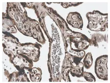 Anti-MMP3 antibody [3E44] used in IHC (Paraffin sections) (IHC-P). GTX52474