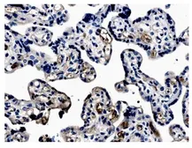 Anti-EPO receptor antibody [MM0031-6G7] used in IHC (Paraffin sections) (IHC-P). GTX52483